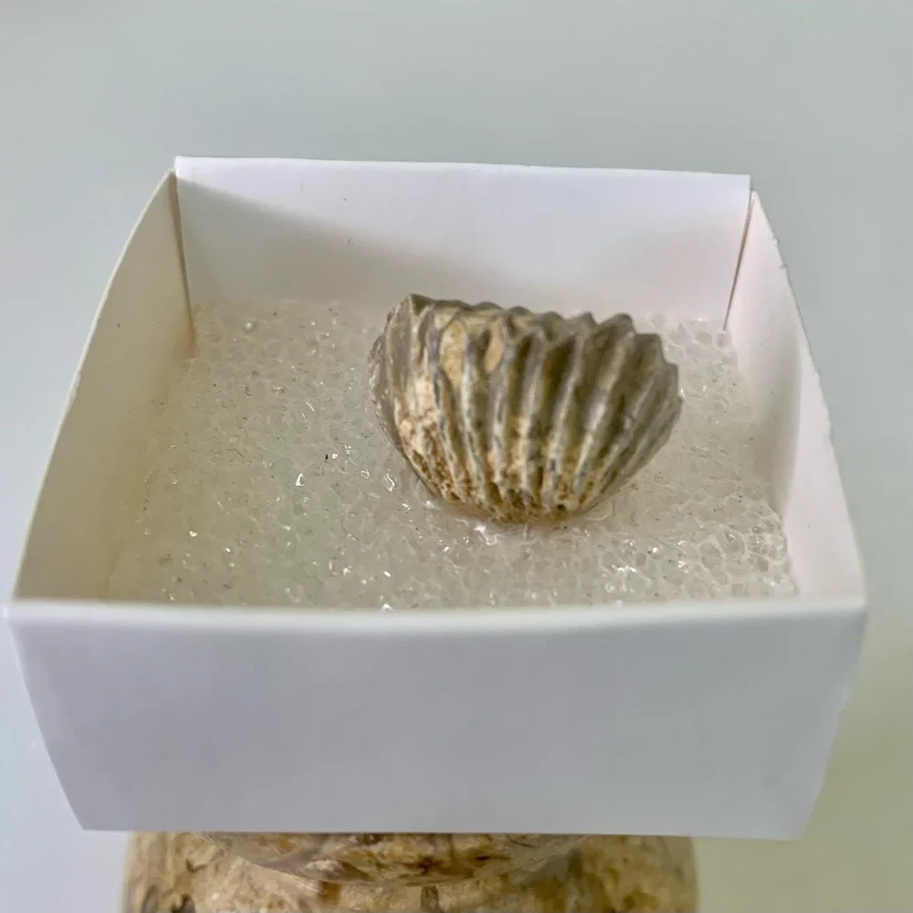 Brachiopod Fossil Rhynchoellida Boujdour Western Sahara Morocco Cretaceous Boxed